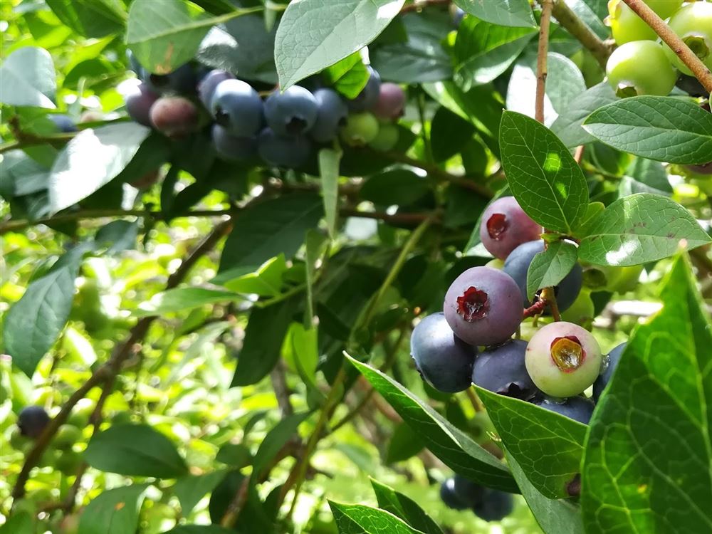 ENAMIFARM BLEBERRY